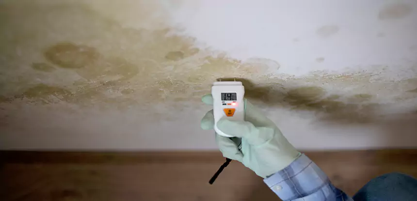 Emergency Mold Remediation in Dacula