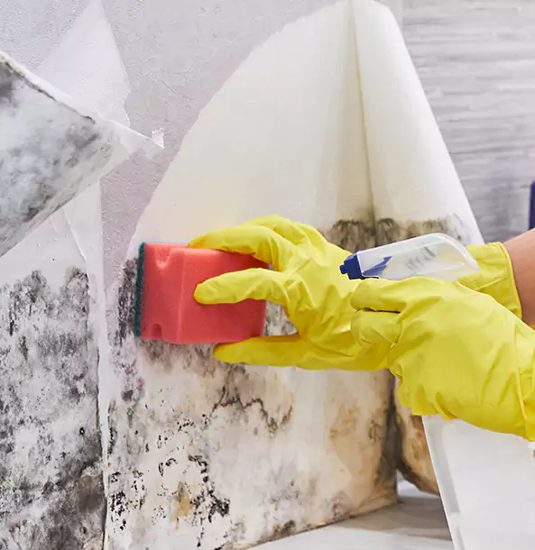 Why Dacula Trusts Dacula Restoration Pro for Mold and Water Restoration?